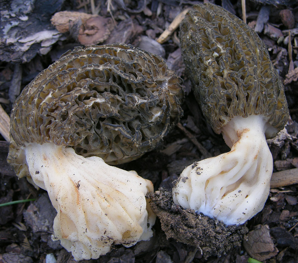 Morchella conica var.costata.